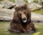 Μεγάλη αρκούδα μέσα στο νερό